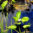 Белокрыльник цветет!