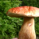 Грибной царь!