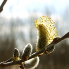 Распустилась!...