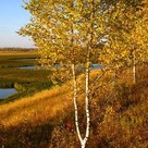 Нестеровские березки!