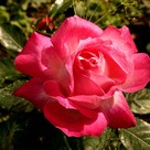 Молодая роза