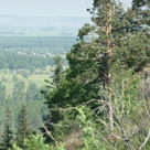 Сосны на вершине яра `белая гора`.