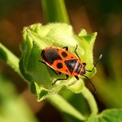 Красненький