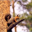 Летняя белка!