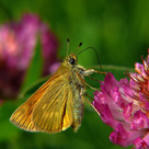 Толстоголовка лесная ochlodes sylvanus