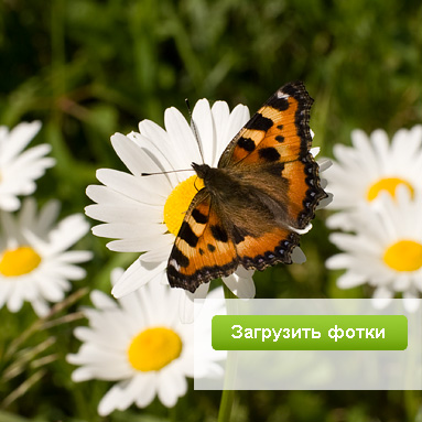 Модный фотосервис ЮФотки.ру — удобное размещение фотографий в интернете.