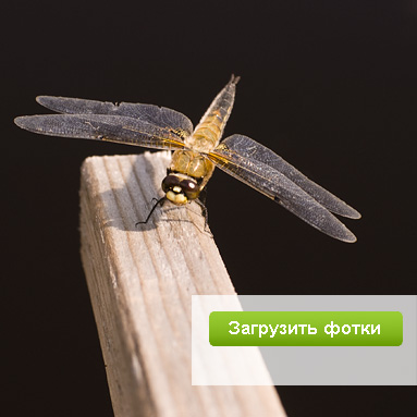 Модный фотосервис ЮФотки.ру — удобное размещение фотографий в интернете.