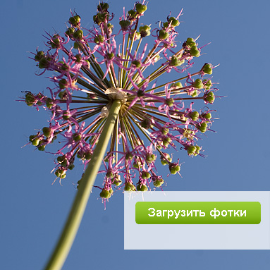 Модный фотосервис ЮФотки.ру — удобное размещение фотографий в интернете.