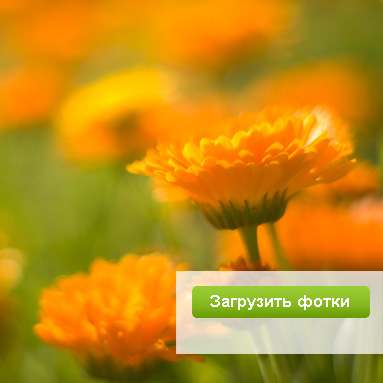 Модный фотосервис ЮФотки.ру — удобное размещение фотографий в интернете.