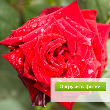 Модный фотосервис ЮФотки.ру — удобное размещение фотографий в интернете.