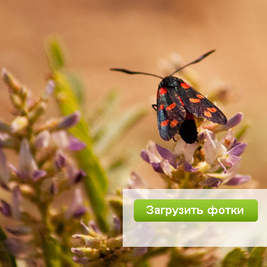 Модный фотосервис ЮФотки.ру — удобное размещение фотографий в интернете.
