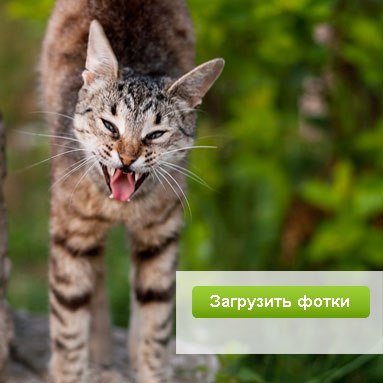 Модный фотосервис ЮФотки.ру — удобное размещение фотографий в интернете.