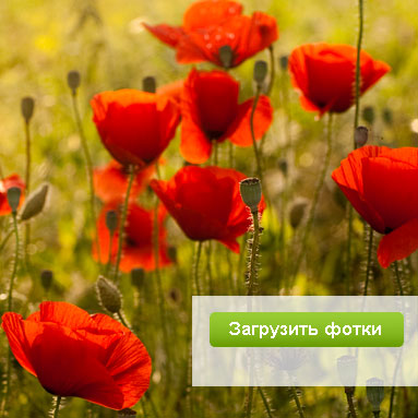 Модный фотосервис ЮФотки.ру — удобное размещение фотографий в интернете.