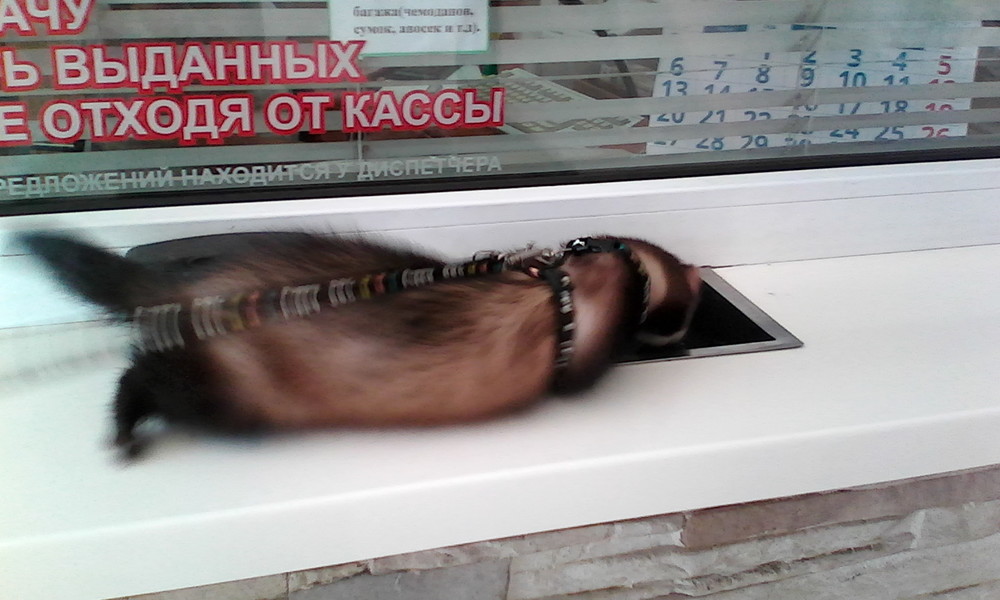 «Без названия»