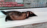 Без названия