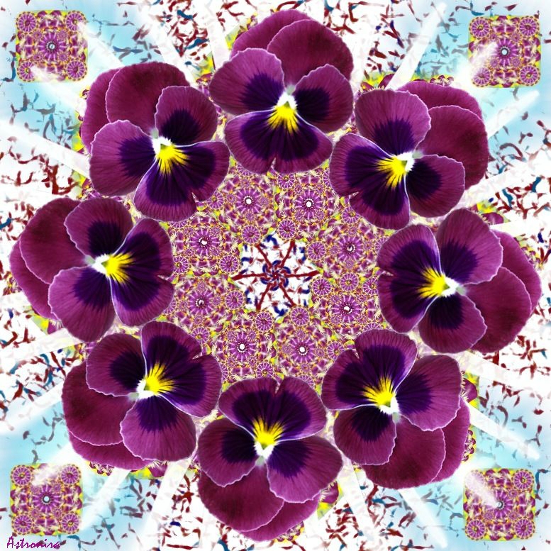 «Mandala Viola»