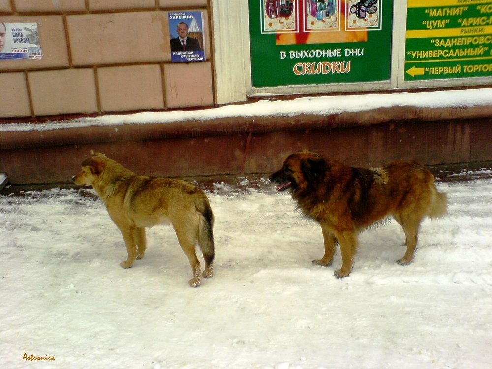 «Две черных собачки»