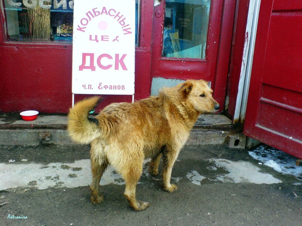 «У колбасного цеха»