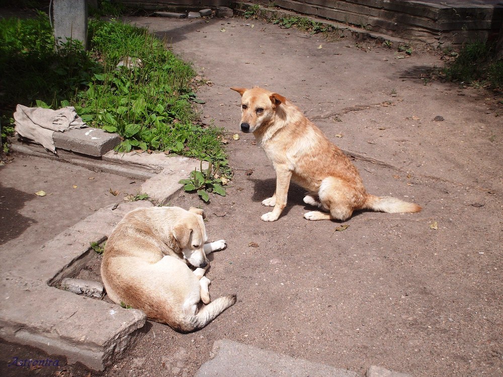 «Две собачки»