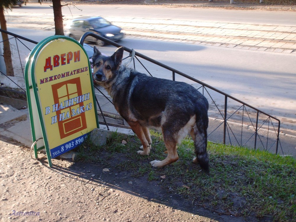 «Овчарка»