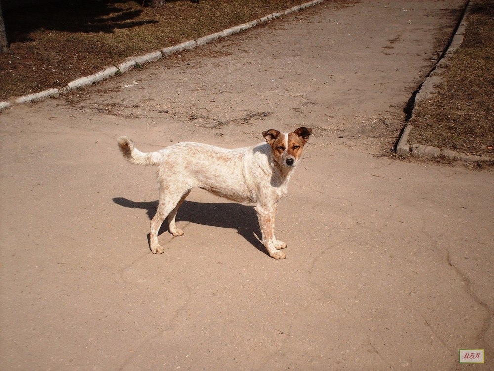 «Собака»