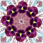 Mandala Viola