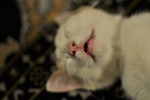 дрыхнущий кыс