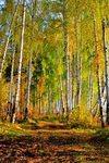 осень