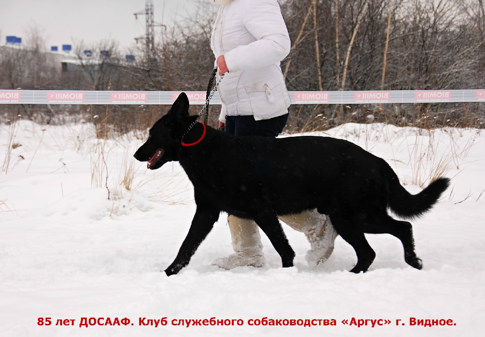 «Без названия»
