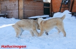 Без названия