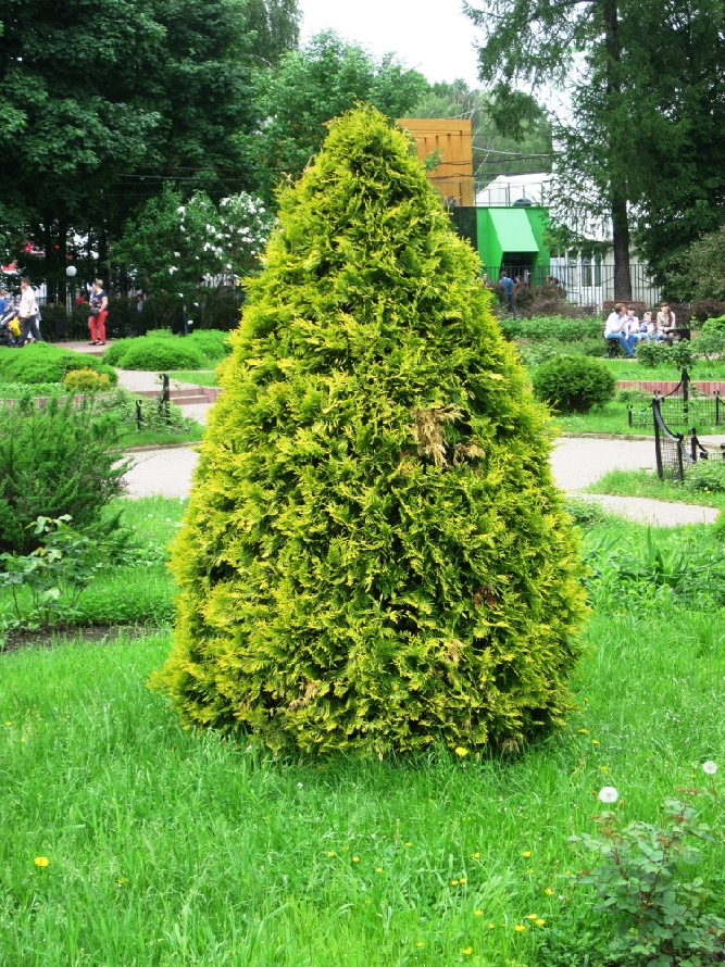 «Без названия»