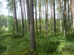 Родной лесок