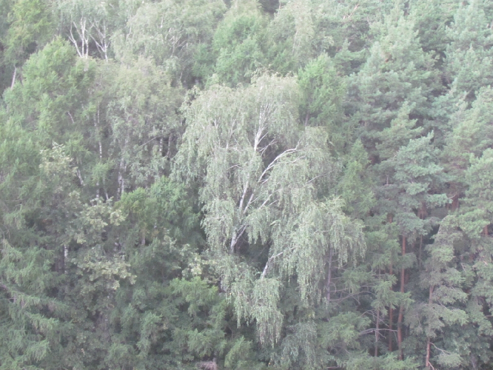 «Лес»