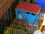 Биби