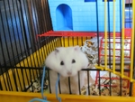 Биби