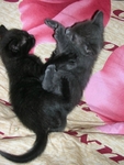 Котята