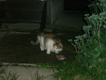 Кошка