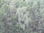 Лес