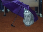 Федя