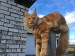 Уникум