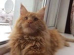 Кот мейкун на вязку
