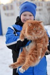 Курильский бобтейл