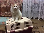 Курильский бобтейл
