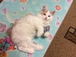 Курильский бобтейл