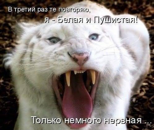 «Без названия»