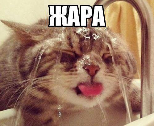 «Без названия»