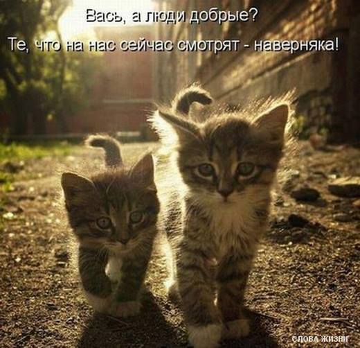 «Без названия»