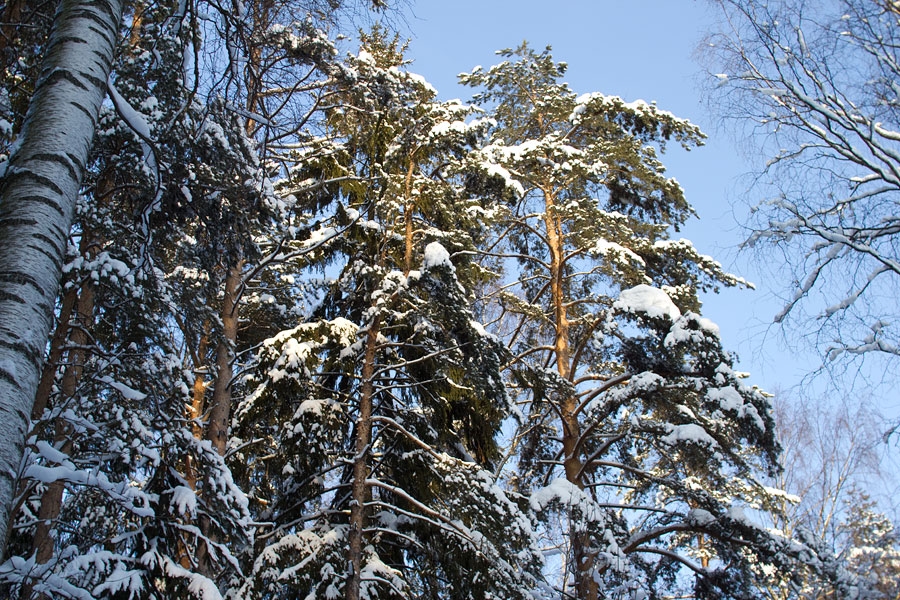 «Без названия»