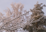 Замерзшая ветка