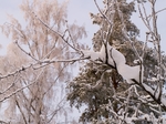 Замерзшая ветка